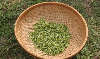 春茶是越早采摘越好吗